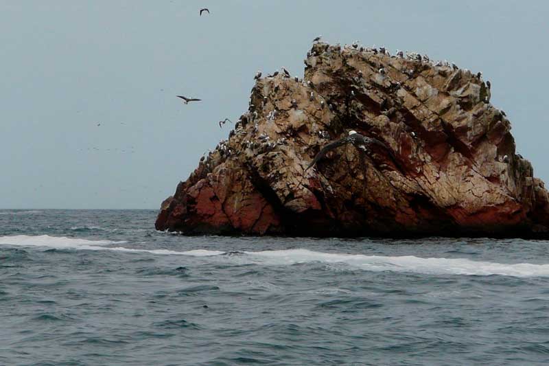 Paracas Tour